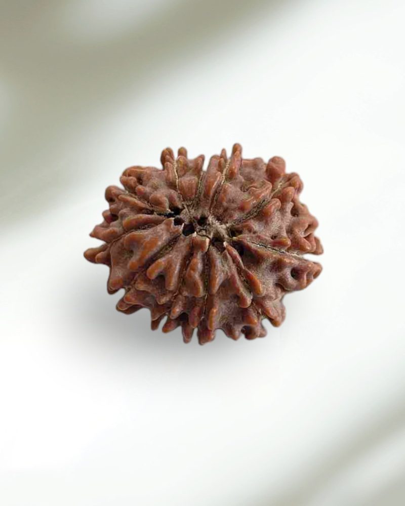 11 Mukhi Nepal Rudraksha-Regular - Image 2