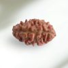 2 Mukhi Nepal Rudraksha-Large