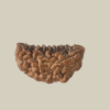 1 Mukhi Half-Moon Rudraksha-Regular