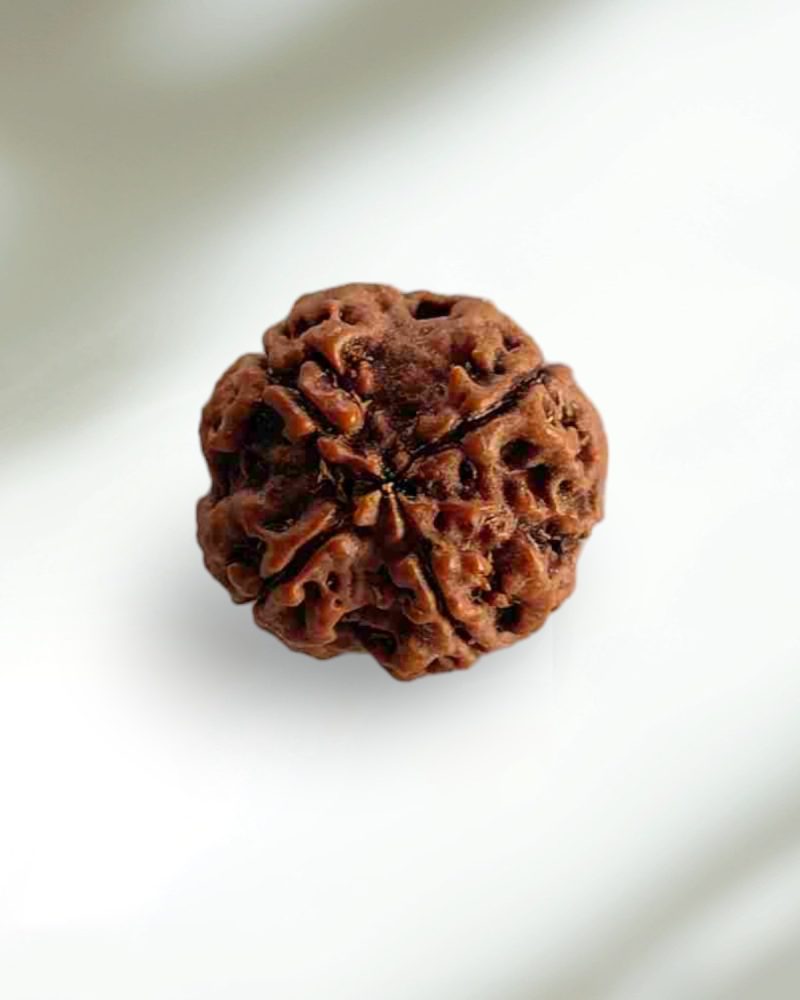 4 Mukhi Nepal Rudraksha-Regular - Image 3