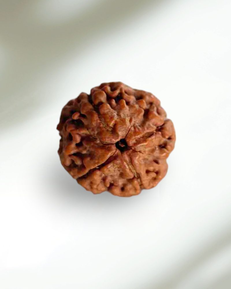 4 Mukhi Nepal Rudraksha-Regular - Image 2