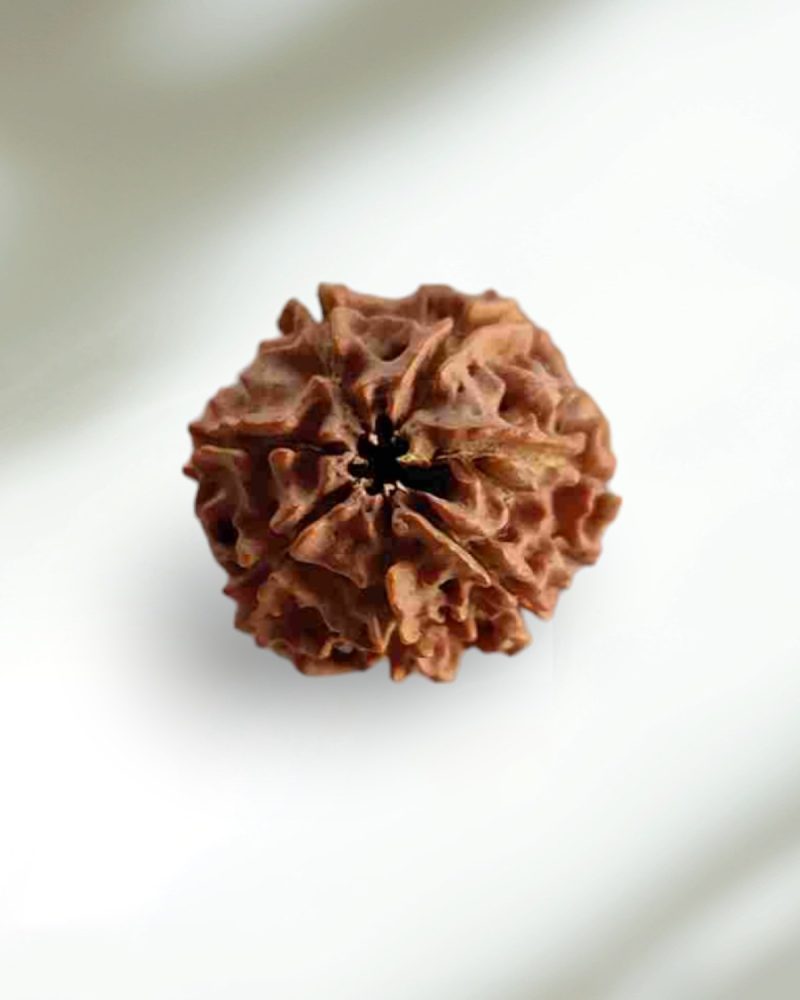 7 Mukhi Nepal Rudraksha-Regular - Image 2