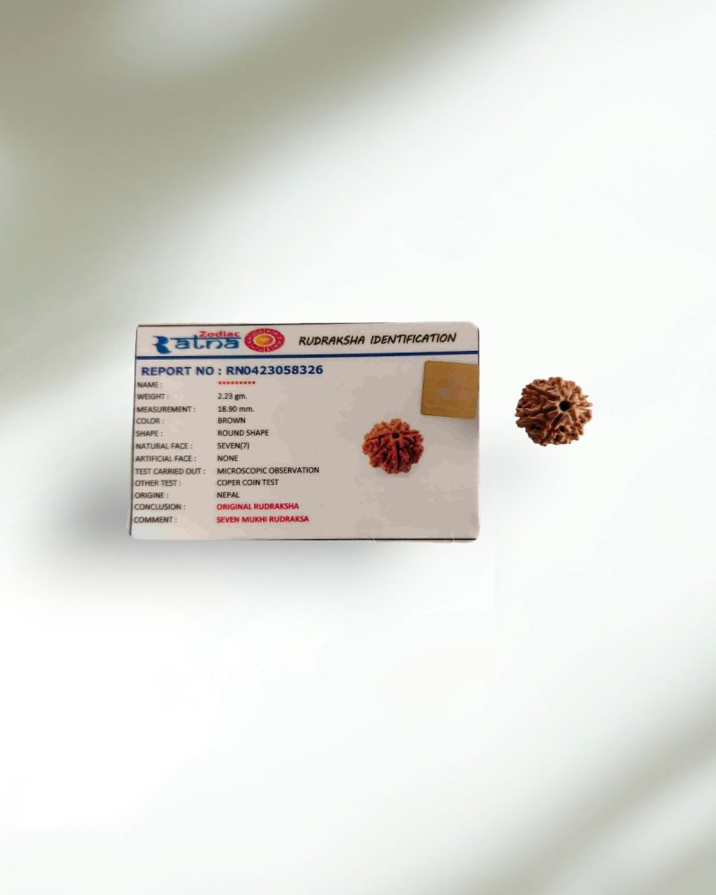 7 Mukhi Nepal Rudraksha-Regular - Image 4
