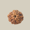 7 Mukhi Nepal Rudraksha-Collector