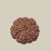 8 Mukhi Nepal Rudraksha-Collector