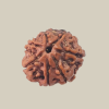 7 Mukhi Nepal Rudraksha-Regular