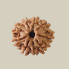 9 Mukhi Nepal Rudraksha-Large