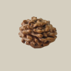 2 Mukhi Indian Rudraksha-Collector