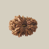 12 Mukhi Nepal Rudraksha-Collector