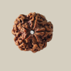 5 Mukhi Nepal Rudraksha-Large
