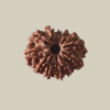 12 Mukhi Nepal Rudraksha-Regular