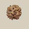 2 Mukhi Nepal Rudraksha-Collector