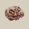 2 Mukhi Nepal Rudraksha-Regular