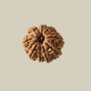 9 Mukhi Nepal Rudraksha-Collector