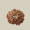 8 Mukhi Nepal Rudraksha-Regular