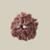 4 Mukhi Nepal Rudraksha-Regular