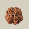 4 Mukhi Nepal Rudraksha-Collector