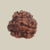 3 Mukhi Nepal Rudraksha-Regular